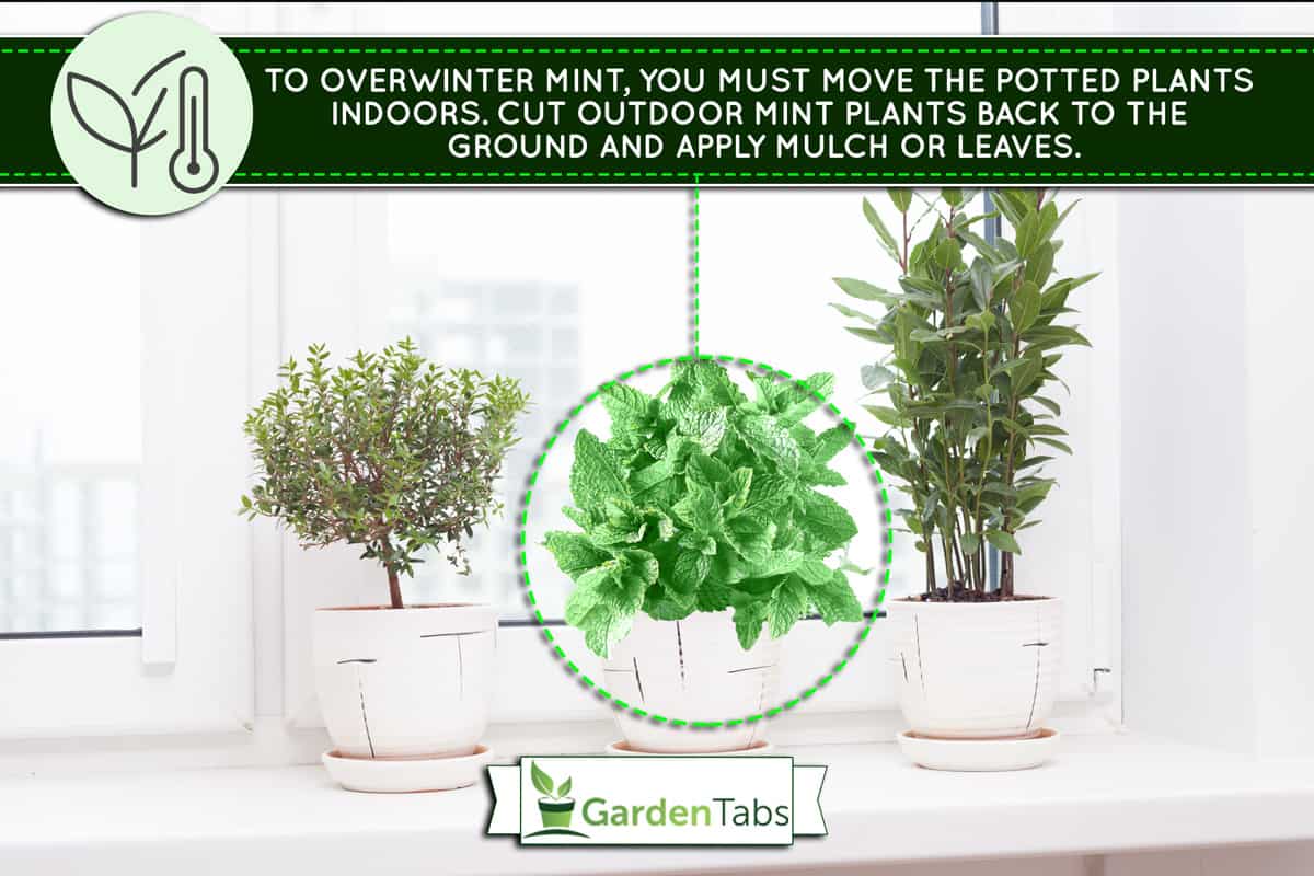 cultivation of medicinal and spice plants on the windowsill, How To Overwinter Mint