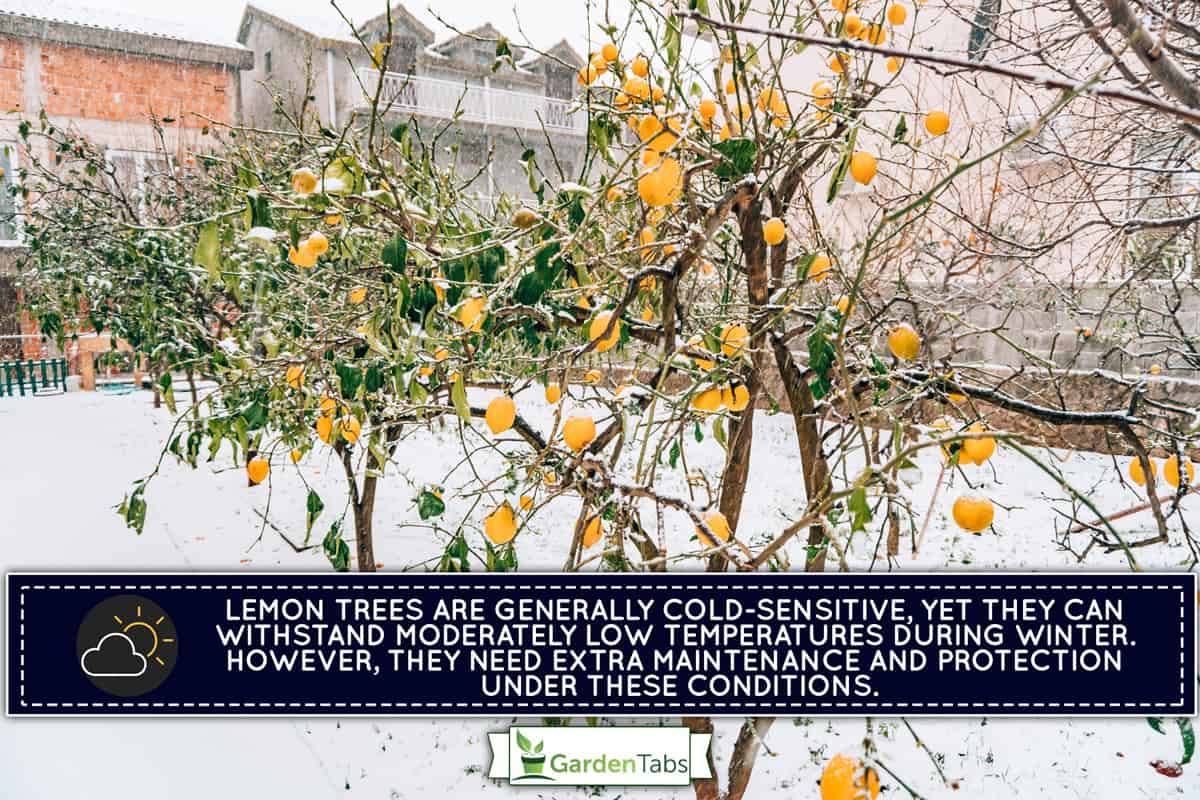 Can Lemon Trees Survive Winter Outside?