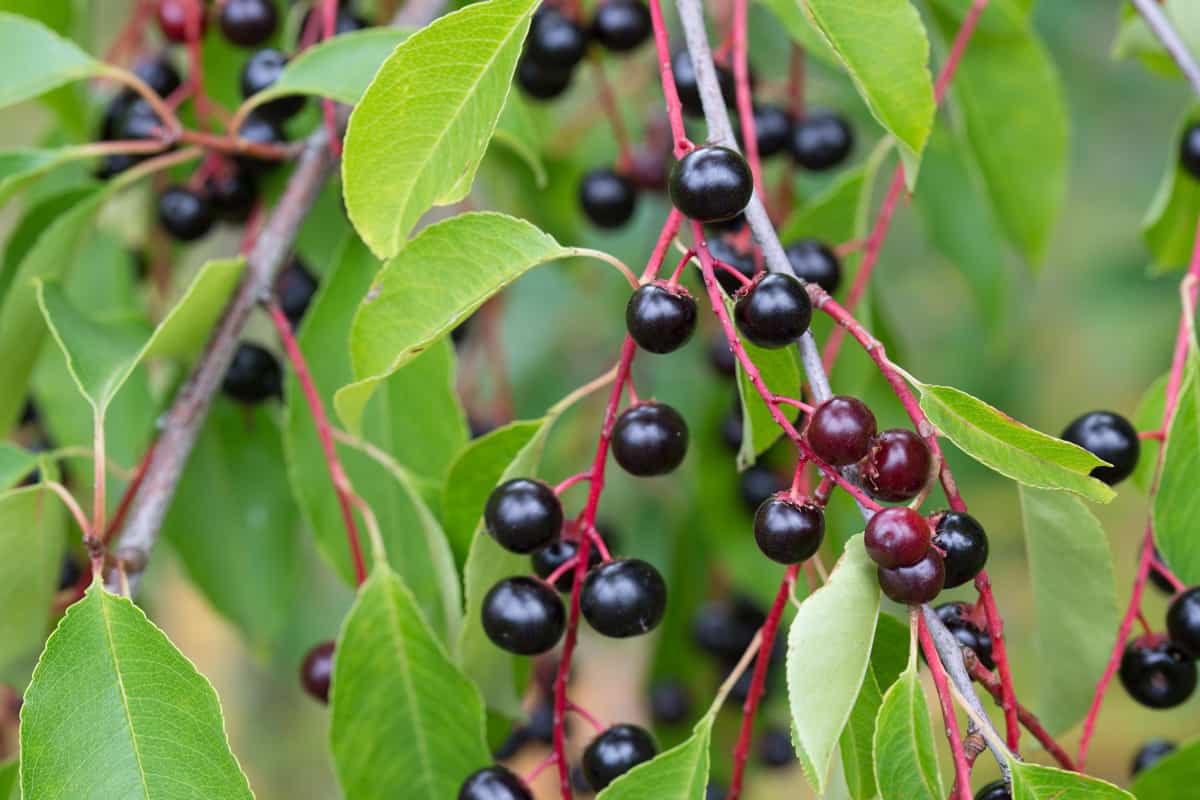 A Hackberry tree growing in the garden