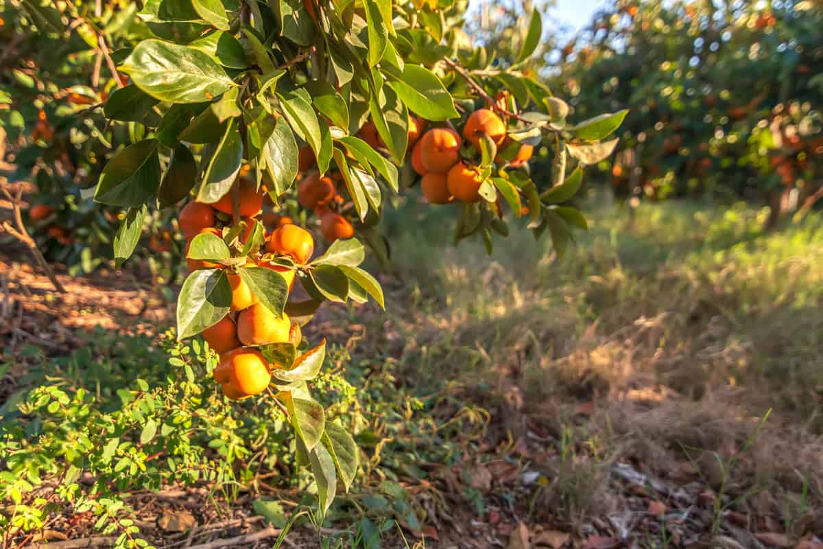 A huge plantation of Persimmon trees