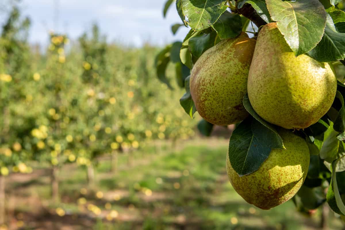 A large scale Pear plantation