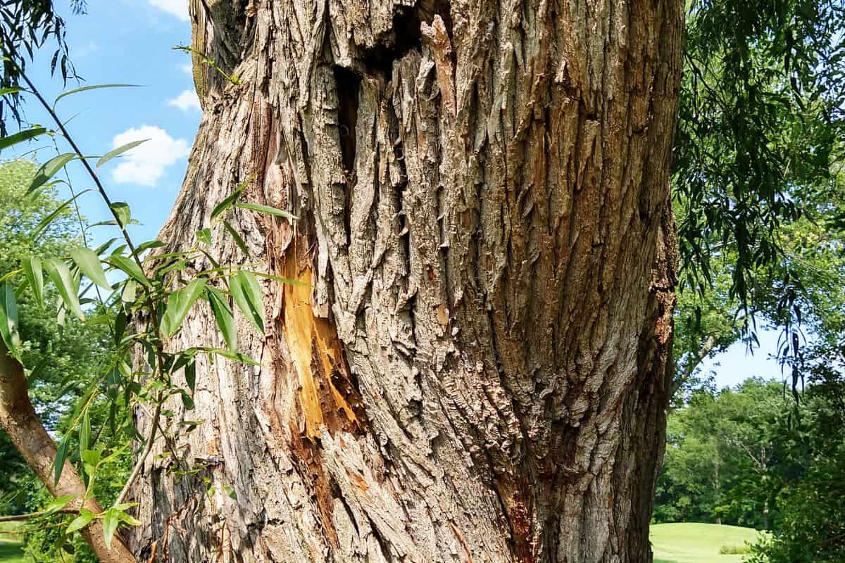 A willow tree on a golf course in New Jersey has a severe split of it’s bark with partial separation.