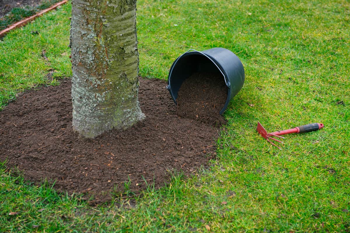 How To Remove Grass Around Fruit Trees