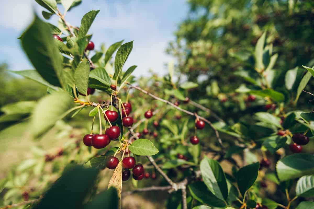 Cherry tree close-up.