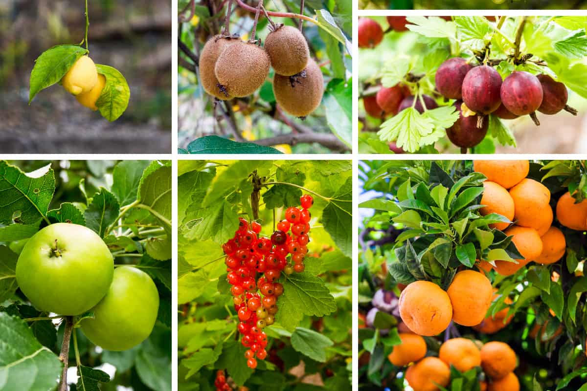 What Fruit Trees Should Not Be Grown Together? (If Any)