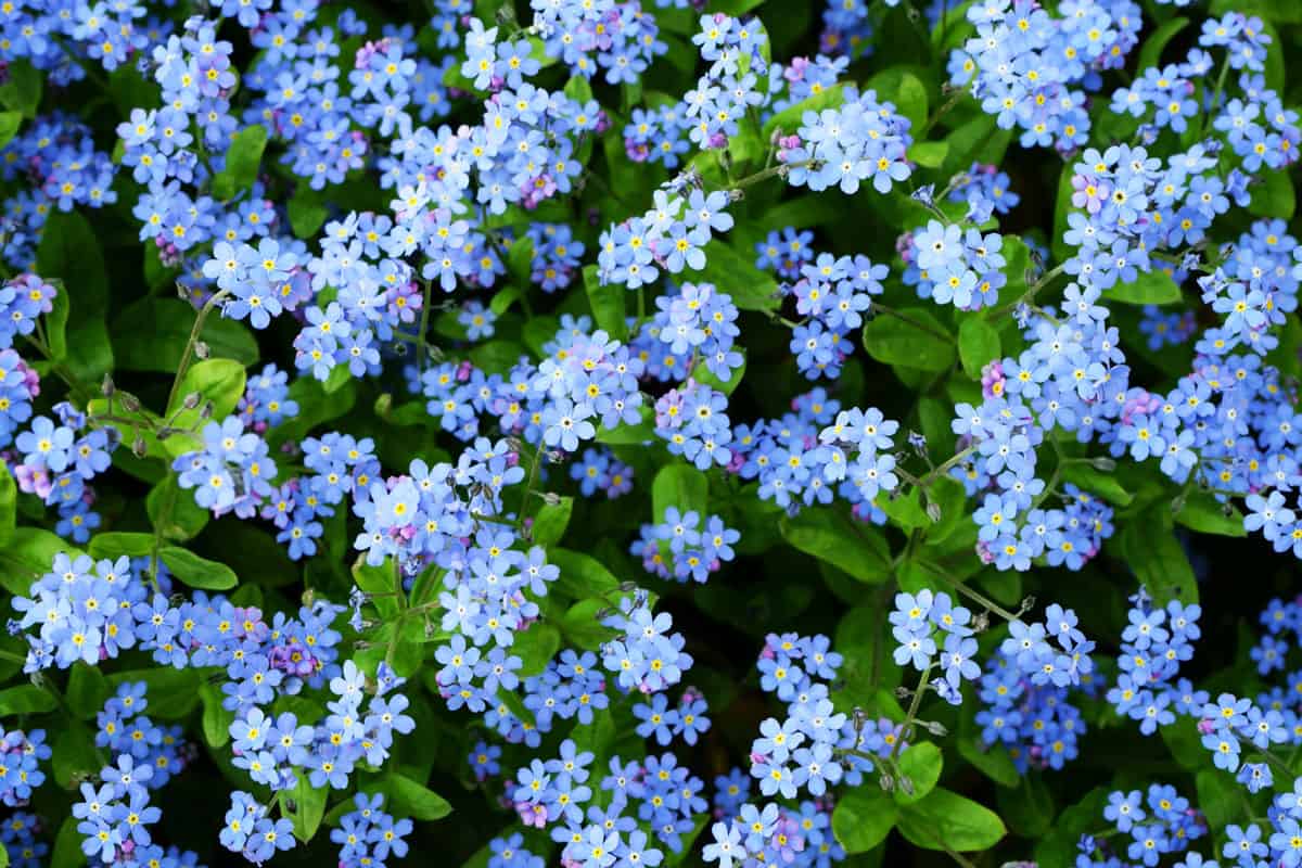 Forget-Me-Not flower
