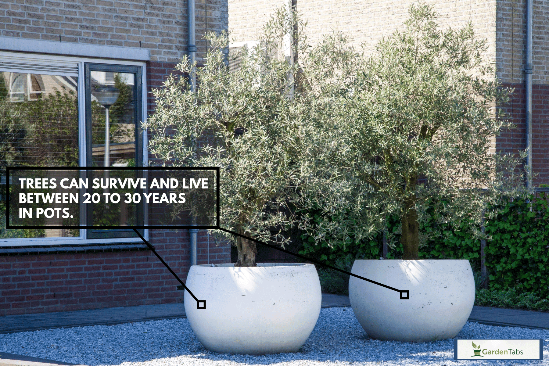two huge pot of a tree outside the garden, white marble, backyard garden, How Long Can A Tree Live In A Pot?