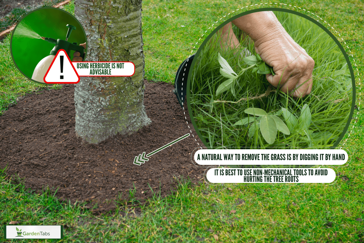How To Remove Grass Around Fruit Trees