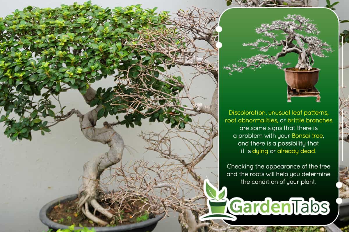 How To Tell If A Bonsai Tree Is Dead
