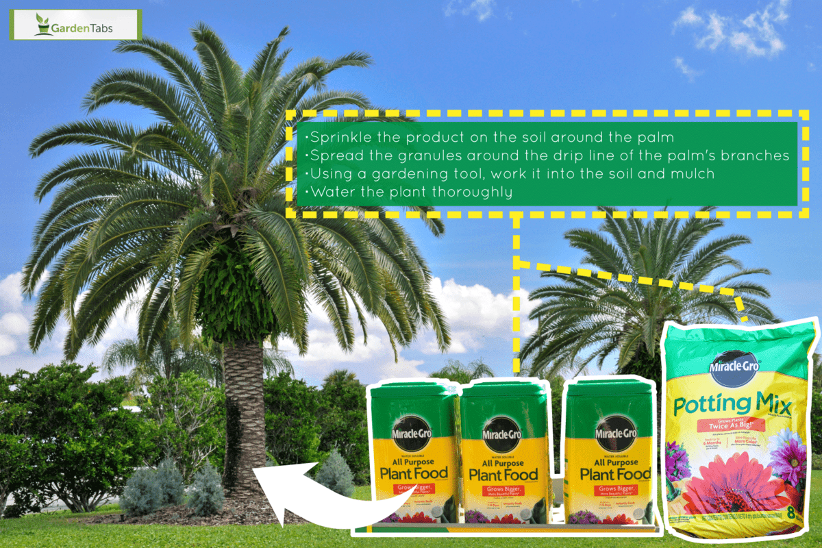 How To Use MiracleGro On Palm Trees