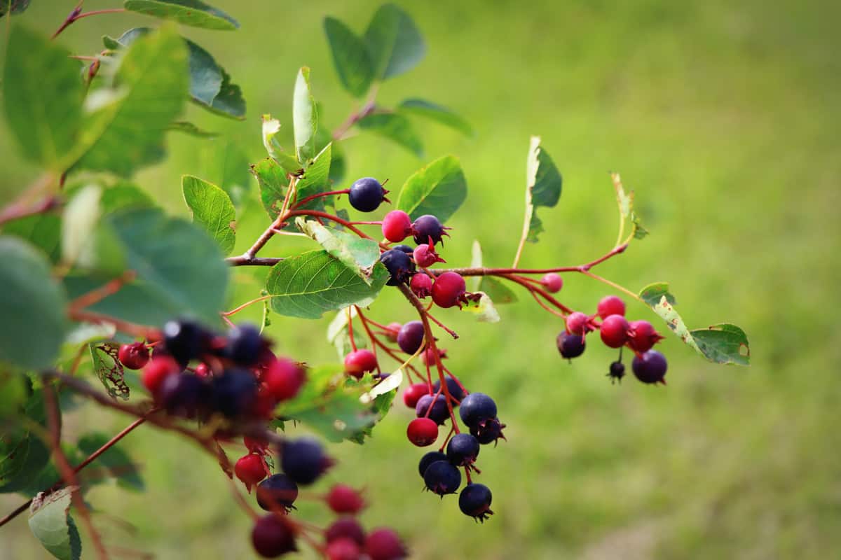 Juneberry photographed in the garden
