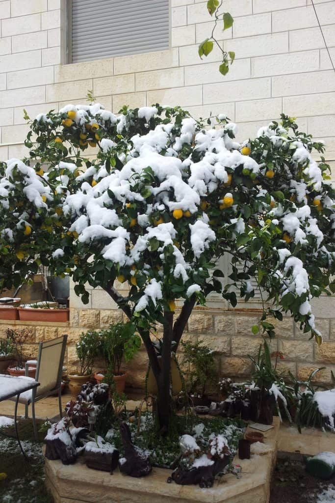 Can Lemon Trees Survive Winter Outside?
