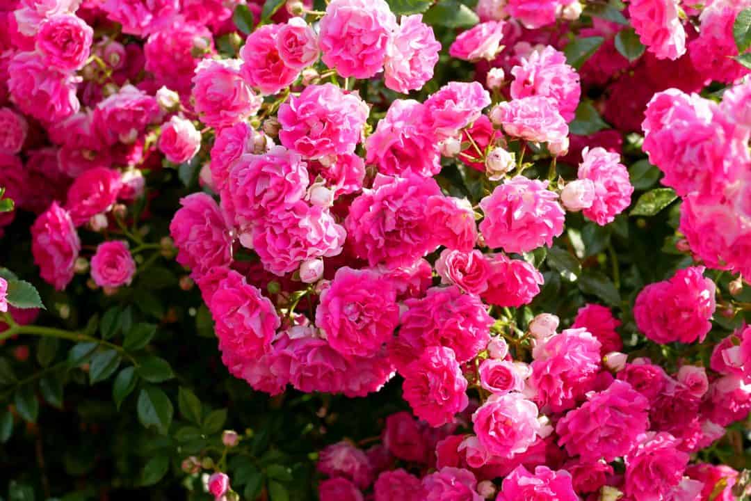 25 Best Climbing Roses for Zone 5