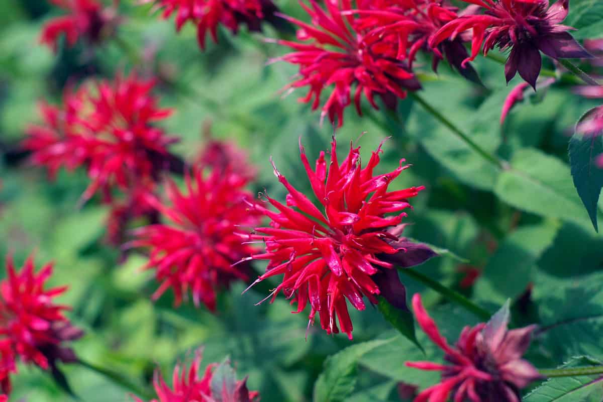 Red Bee Balm in full bloom in a garden