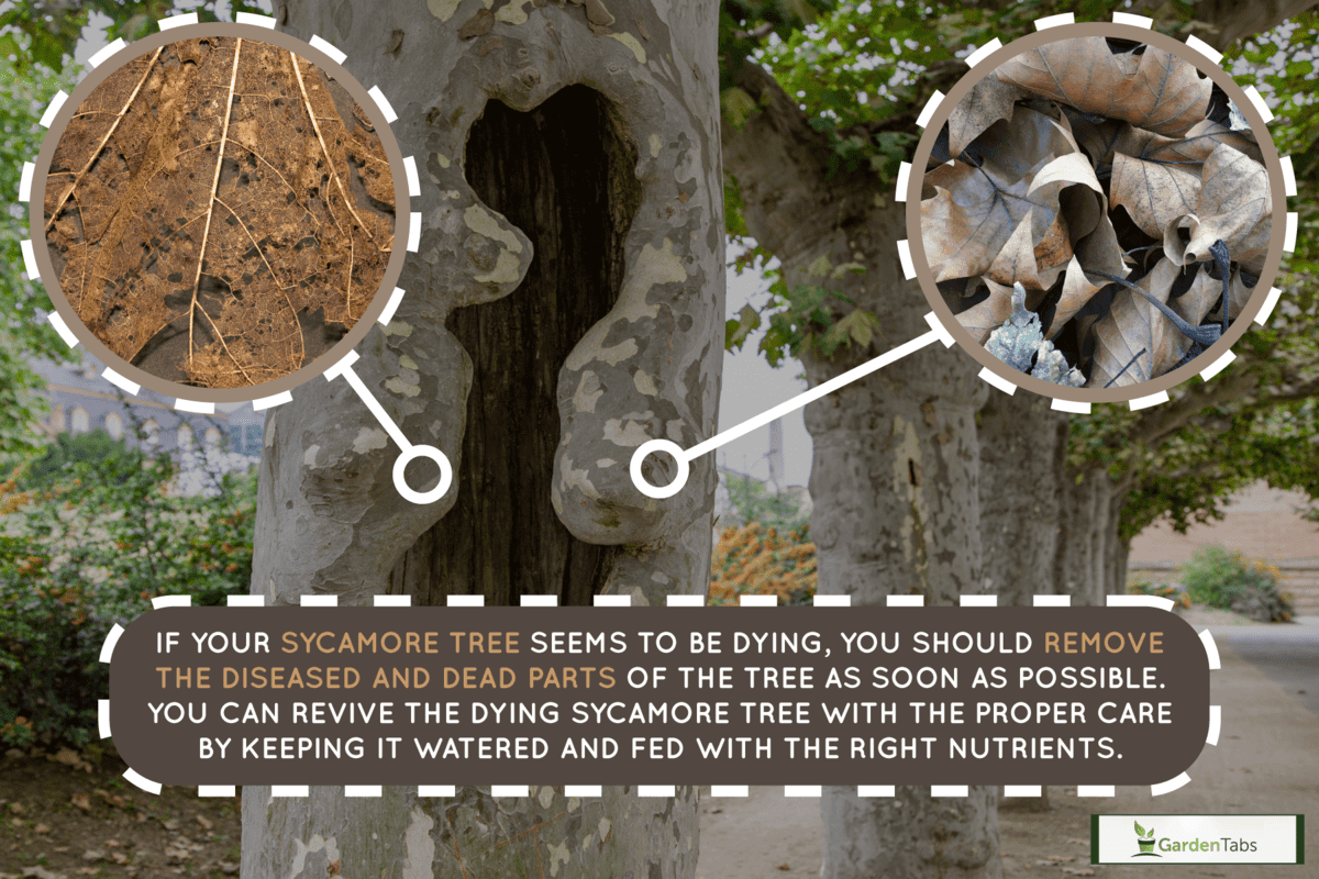 Sycamore Tree Dying What To Do?