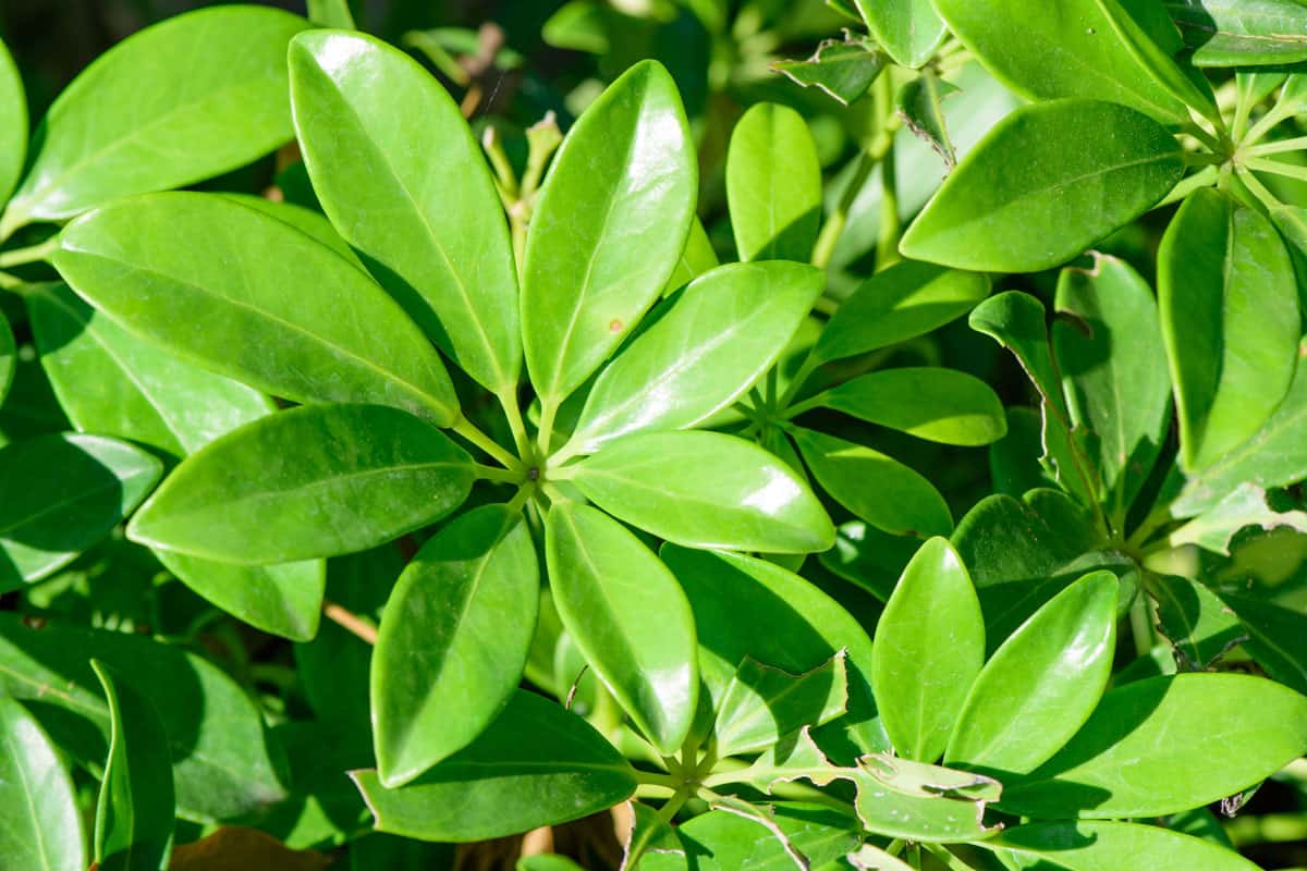 Umbrella Tree (Schefflera) Dying What To Do?