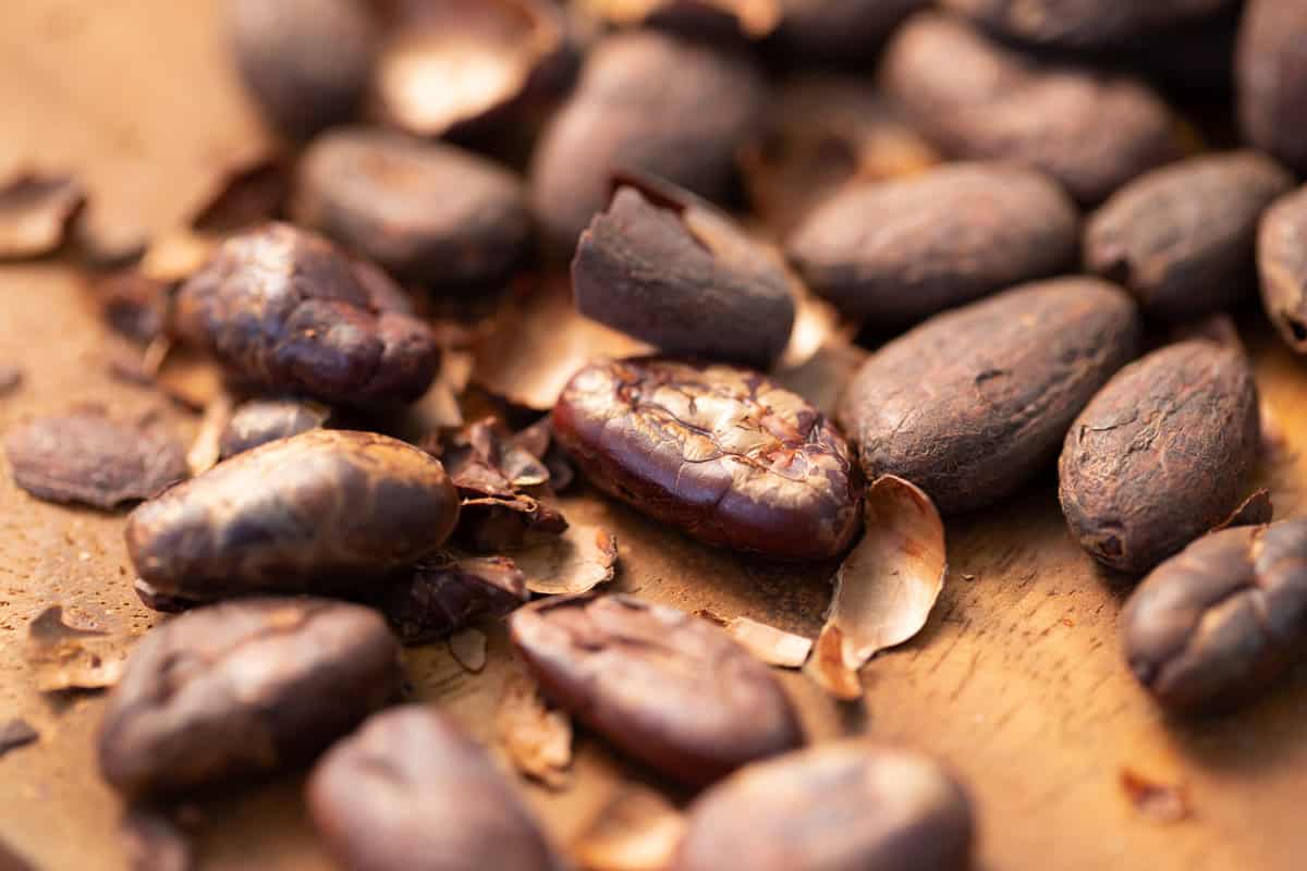 Cocoa shell out of Cocoa Roasted for making a cocoa nib and hot cocoa and chocolate. selective focus.