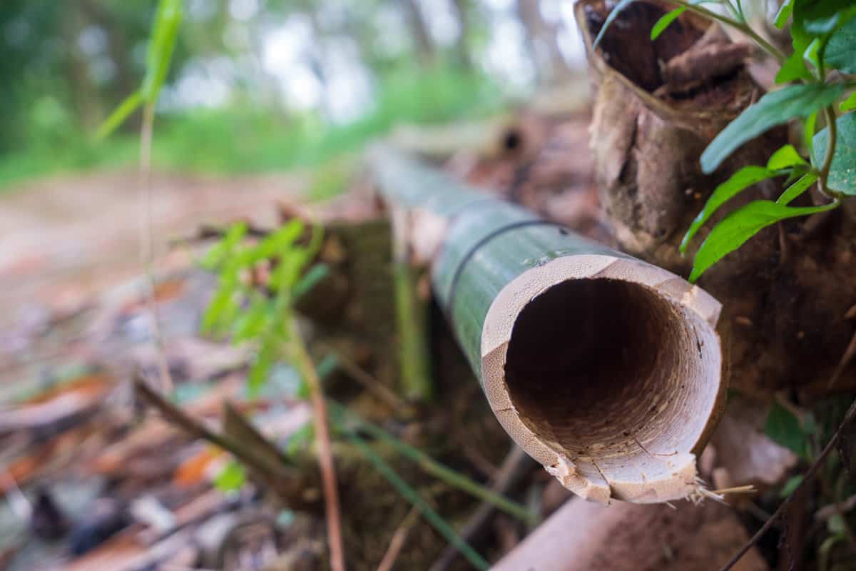 The end of a bamboo tree that has been cut down and cut that will be used for various other purposes.