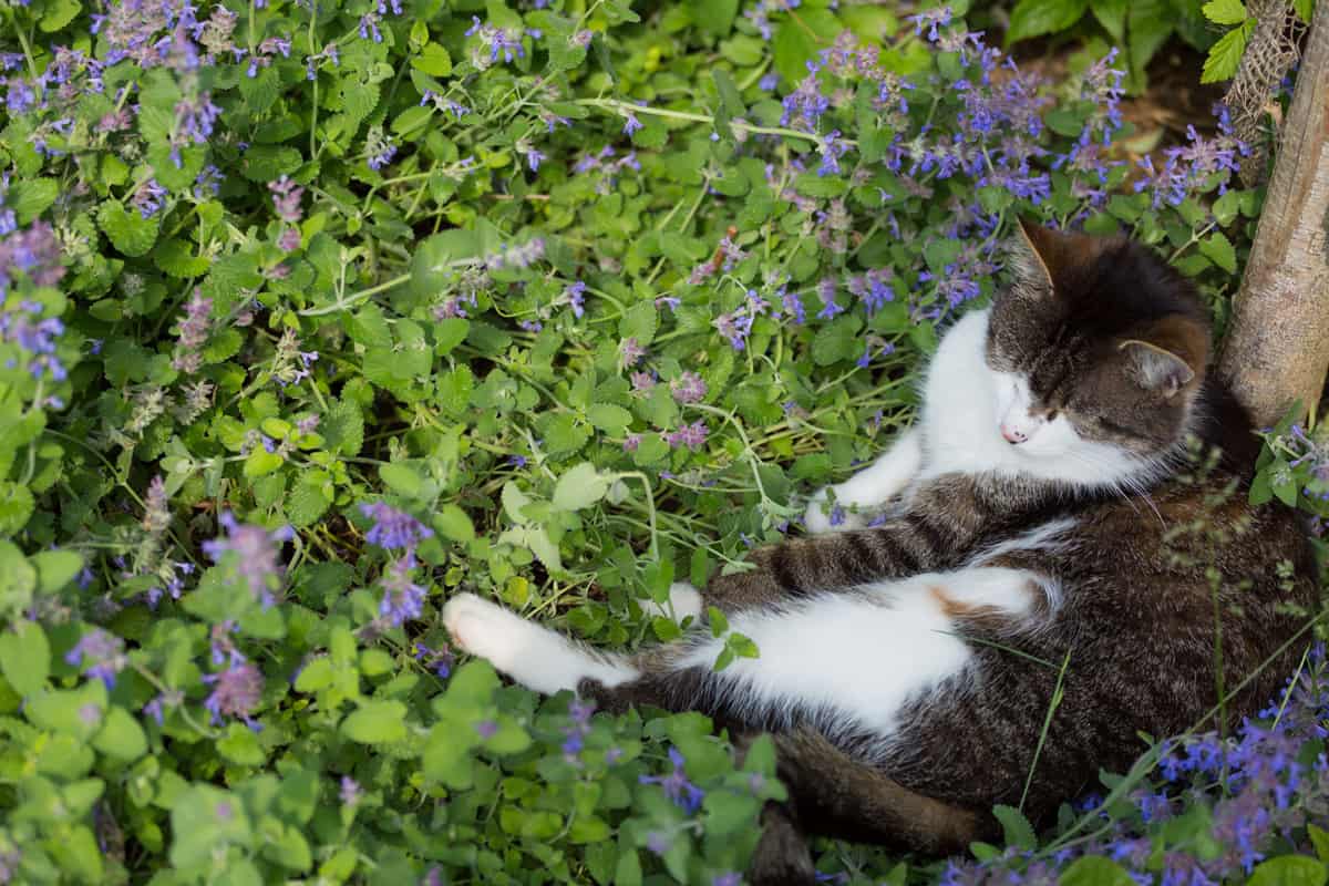 Cat inside catnip flowers