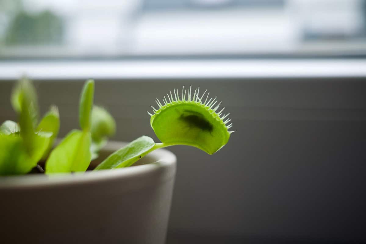 Can Venus Fly Traps Eat Fish Food?