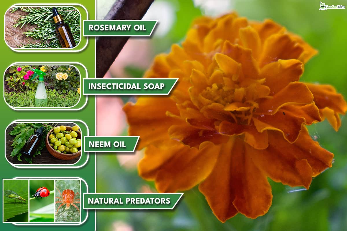 Use these natural methods to control pests