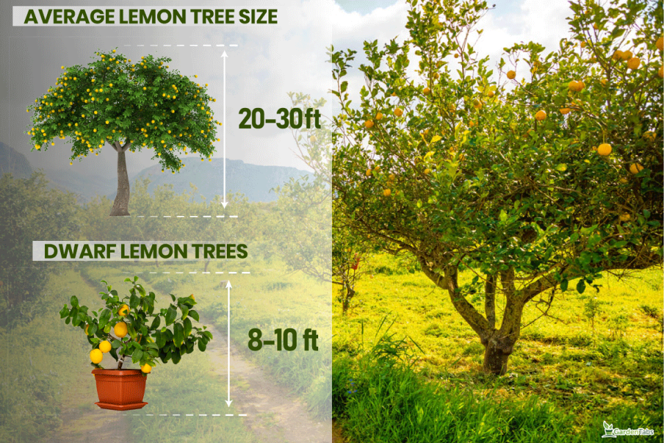 How Big Does A Lemon Tree Get? [Inc. In Ground And In Pots]