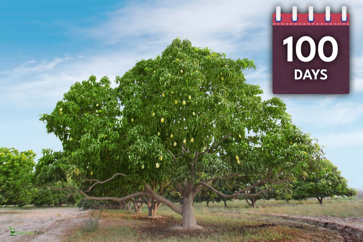 Mango Tree Full of Mangoes in Garden, Are Mango Trees Self Pollinating?
