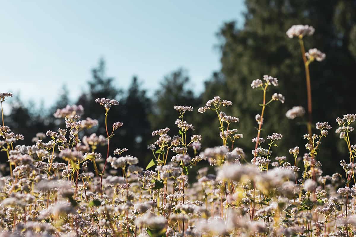 Buckwheat fields