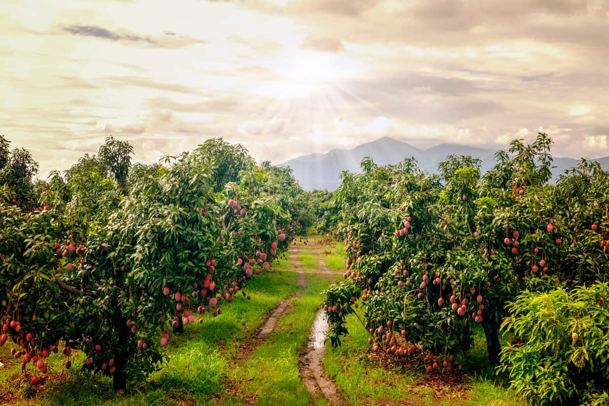 Garden of mango trees