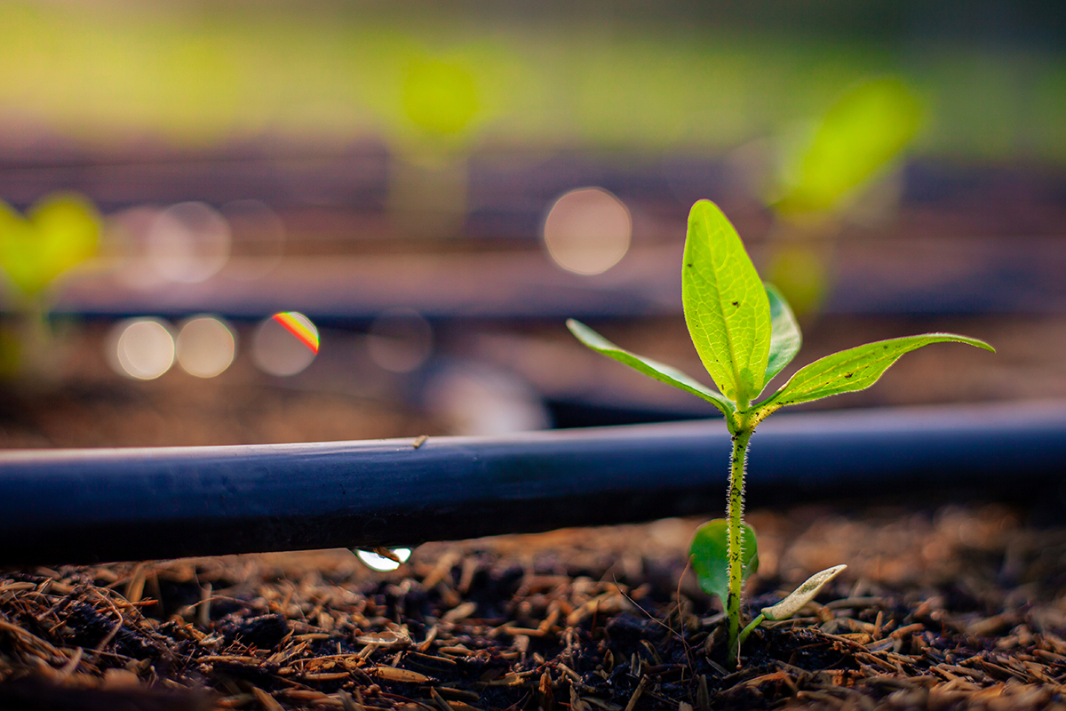 Green seedlings growing in the drip system