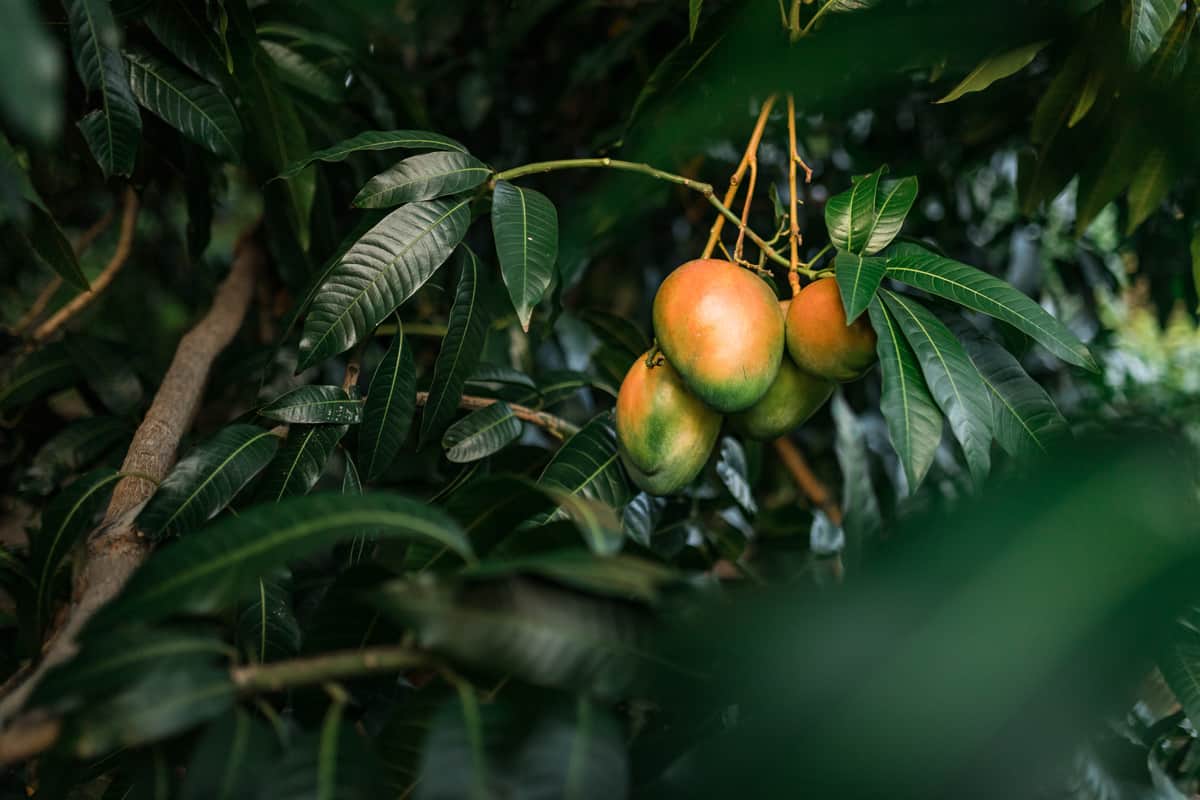 Mango trees with close up view of big mangos on sunset in Bani, Dominican Republic