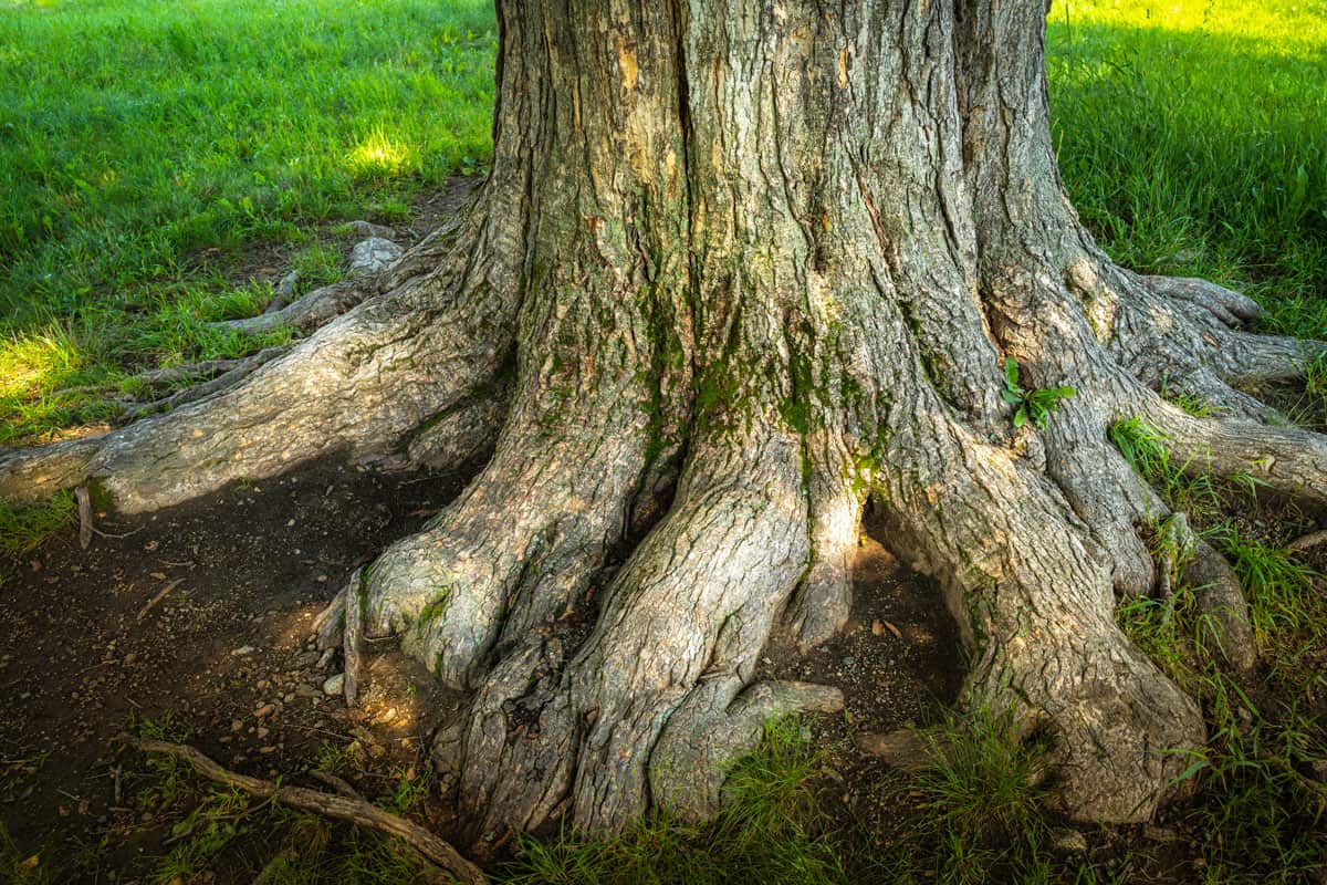 How To Get Rid Of Elm Tree Roots