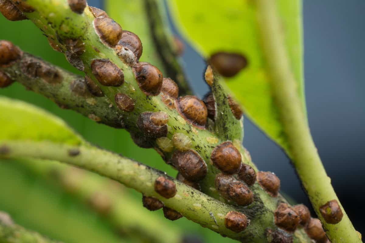 macro shot of many tiny tortoise scale insect.