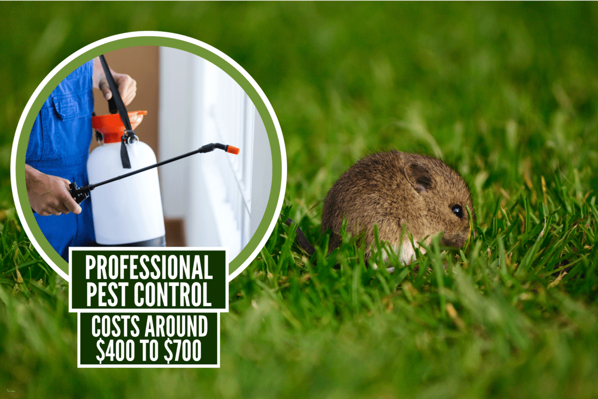 A small vole eating scraps in the garden, How To Get Rid Of Voles In Winter