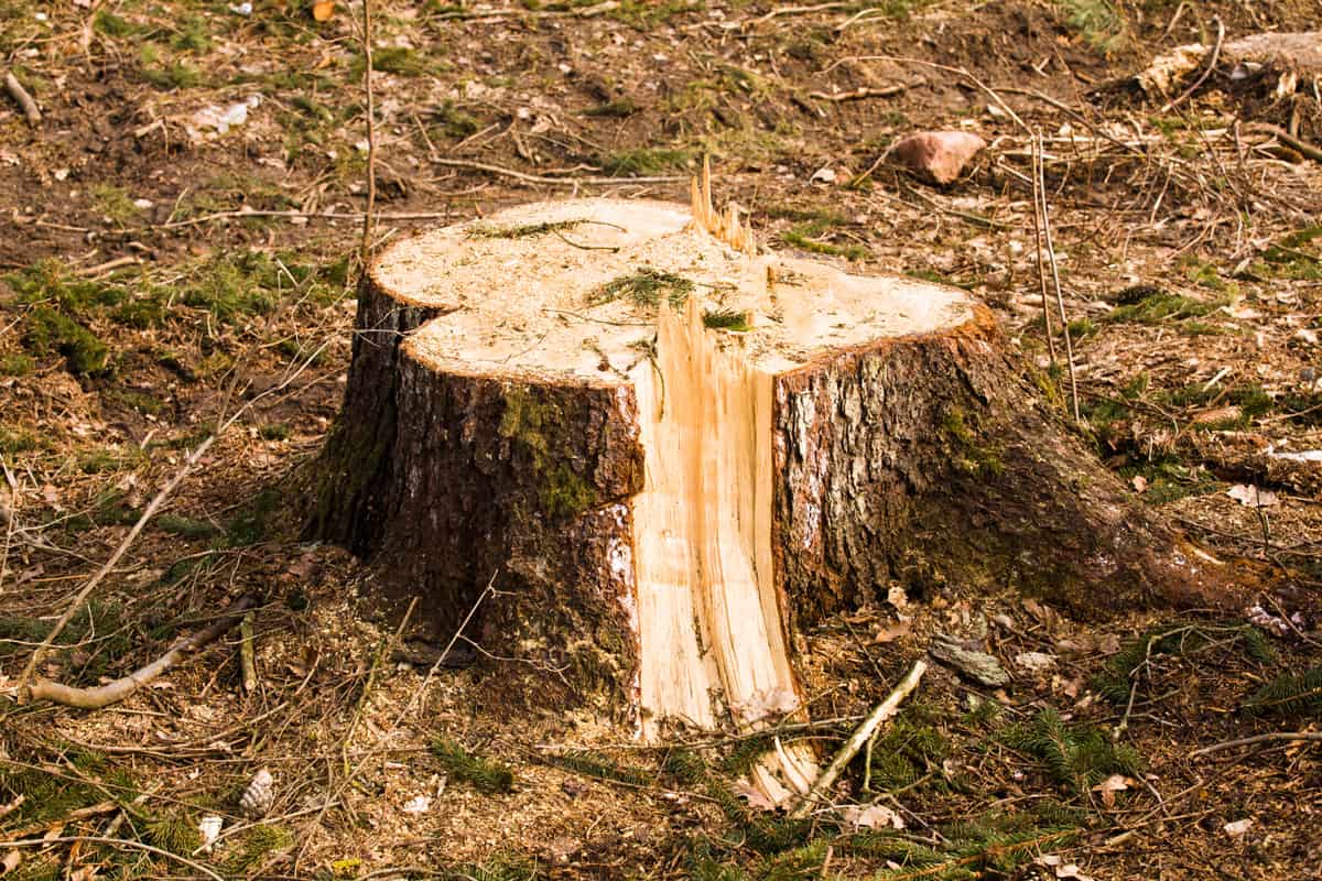 tree stub, deforestation.