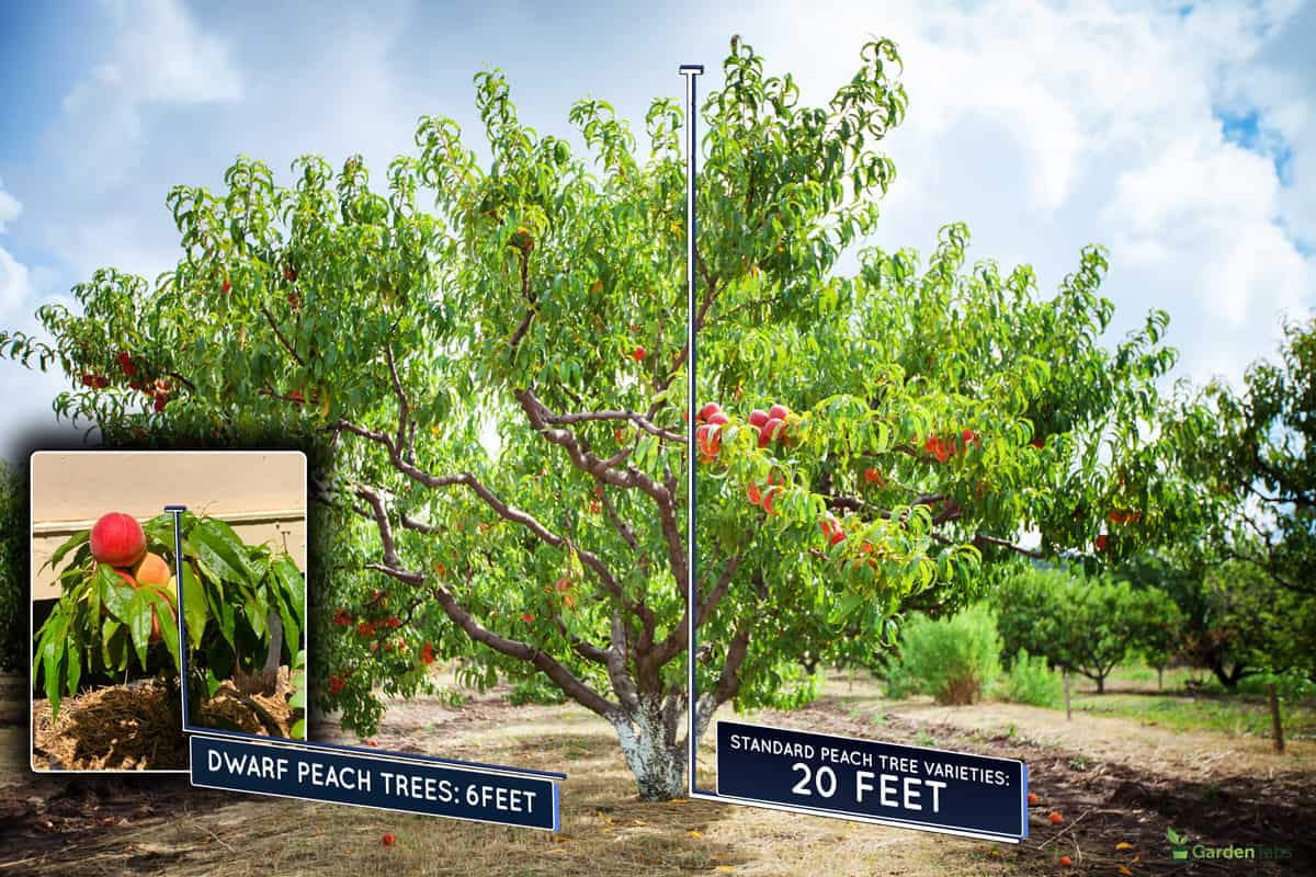 Peach tree with fruits growing in the garden. Peach orchard.