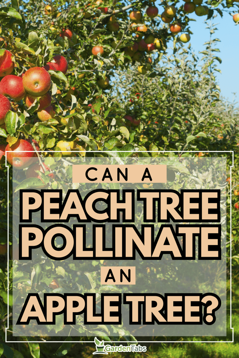 Can-A-Peach-Tree-Pollinate-An-Apple-Tree2