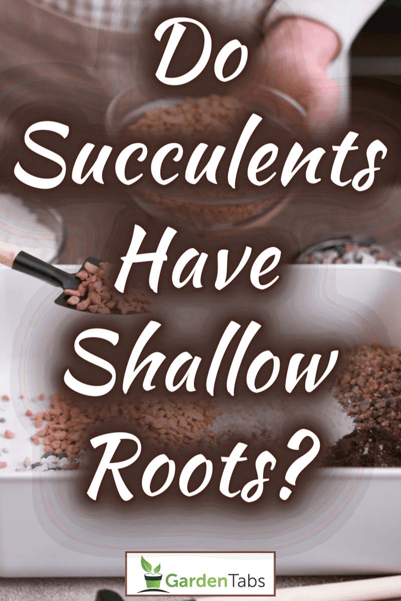 Do Succulents Have Shallow Roots?