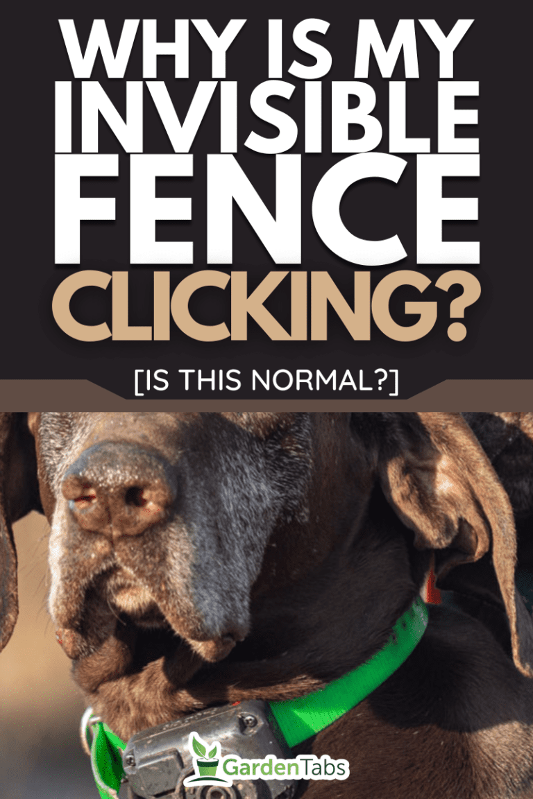 Why Is My Invisible Fence Clicking? [Is This Normal?]