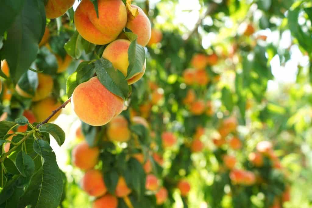 Peach Trees Archives