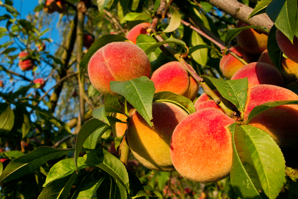 Peaches on tree