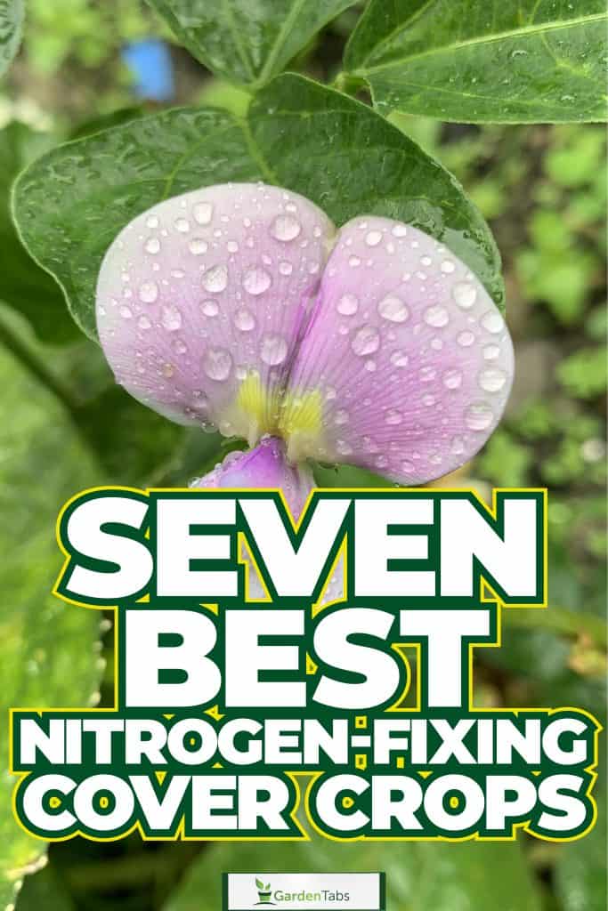 Seven Best Nitrogen-Fixing Cover Crops-06