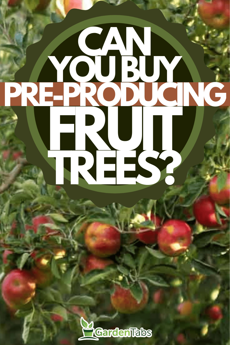 Can You Buy Fruit Trees That Are Already Producing Fruit?