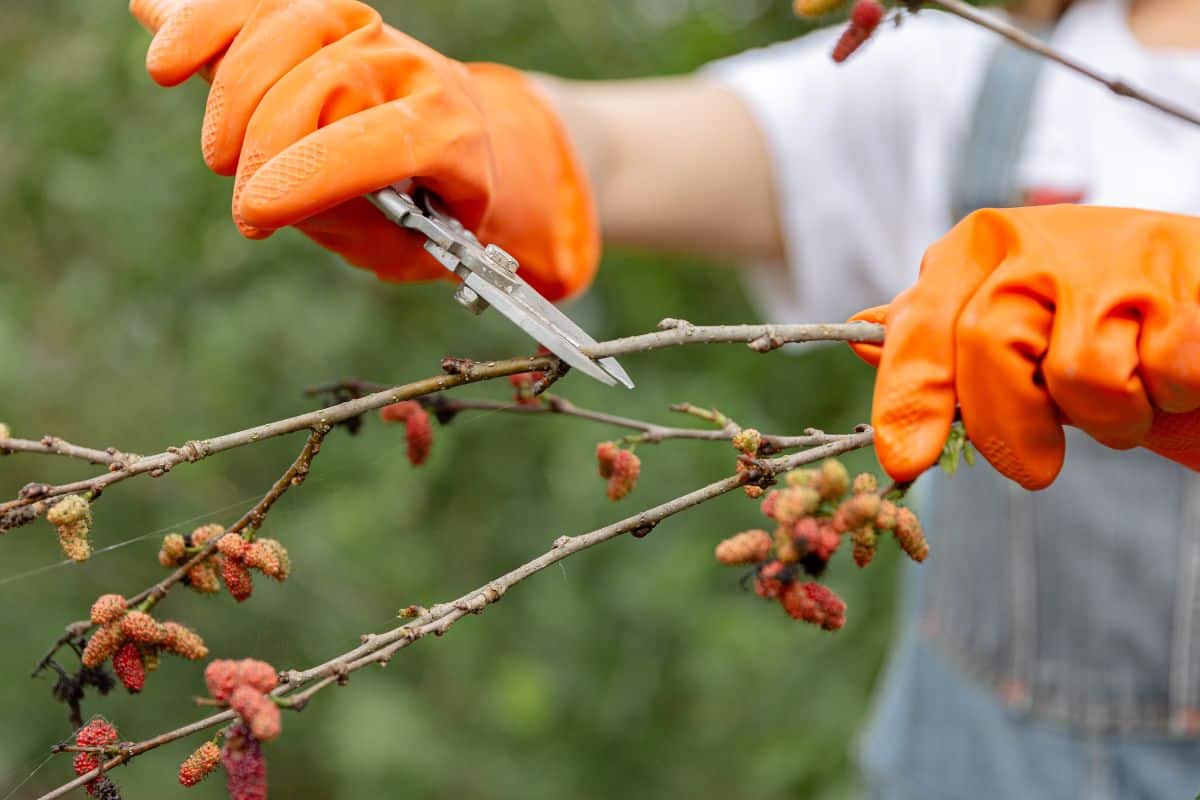 Female gardener concept a branch of the mulberry tree being cut with pruning scissors by a greenskeeper in order to shape the form of the whole tree.