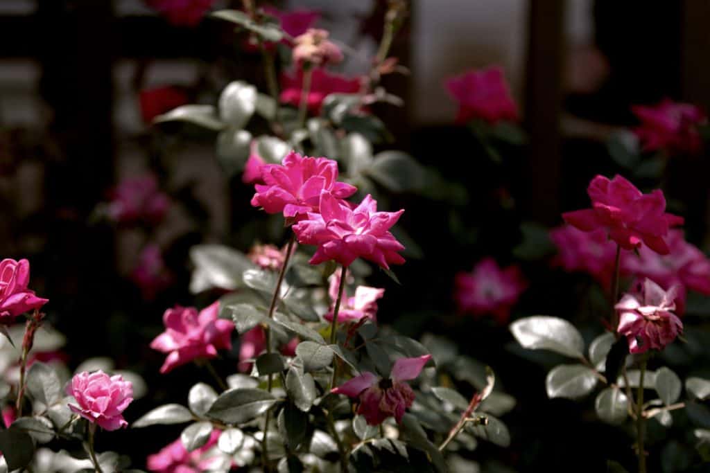 How Big Can Knock Out Roses Get?