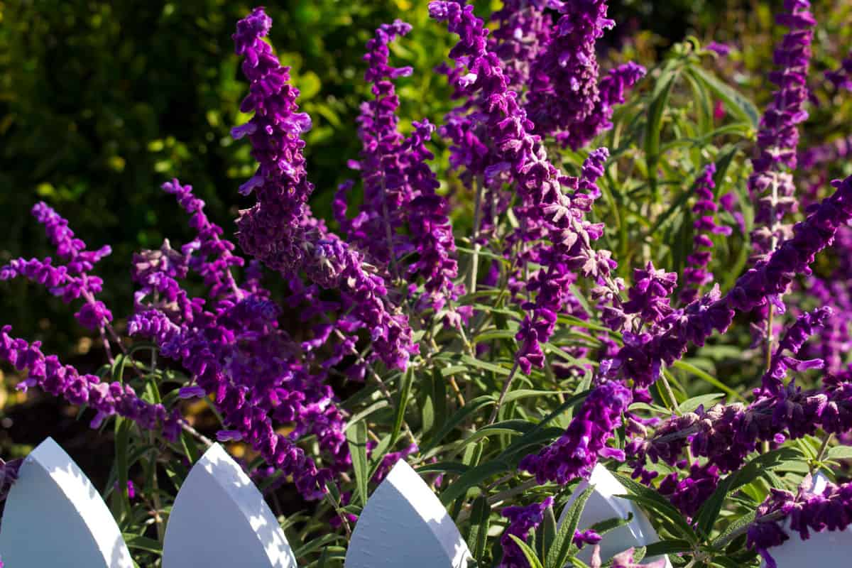 The 18 Best Plants to Grow in Zone 6a (10 to 5 °F, 23.3 to 20.6 °C)