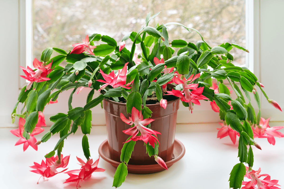 Christmas cactus in pot on the windowsill