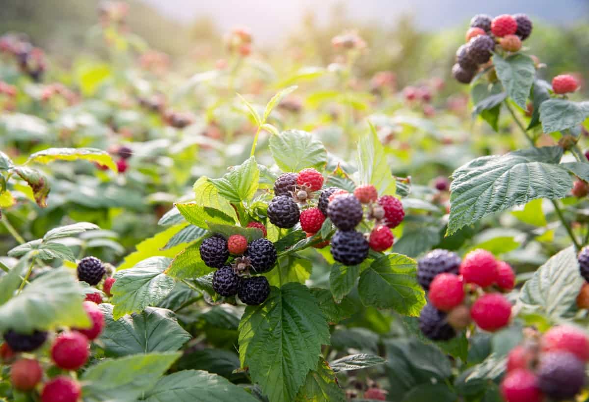 Ripe raspberries are on the black berry tree