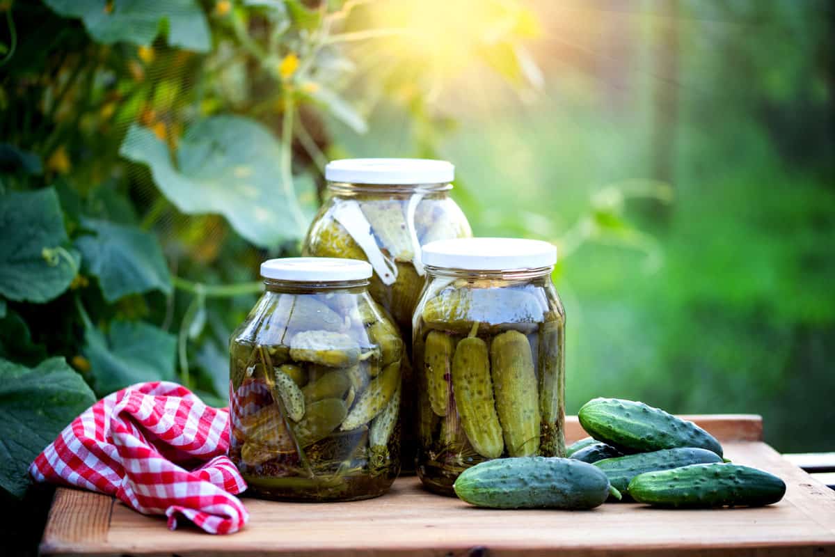 How Big Do Pickling Cucumbers Get? A Quick Size Guide For Gardeners