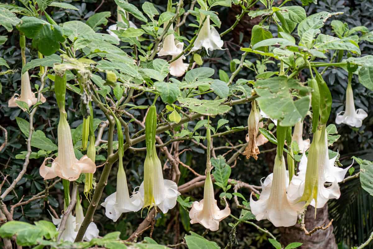 Gorgeous white flowers of an Angel&rsquo;s trumpet plant